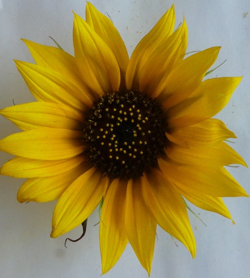Helianthus annuus