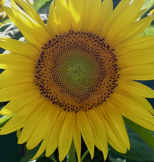 Helianthus annuus var. macrocarpus