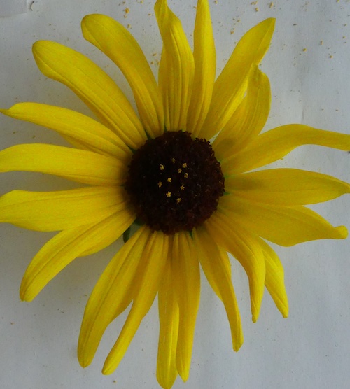 Helianthus argophyllus