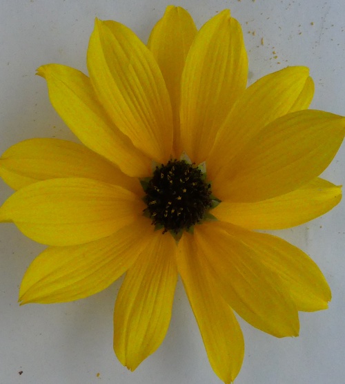 Helianthus niveus subsp. canescens