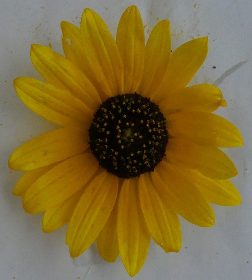 Helianthus petiolaris subsp. fallax