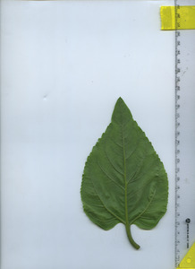 leafbottom