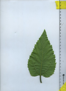 leafbottom
