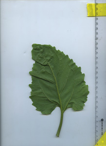 leafbottom