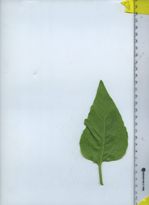leafbottom