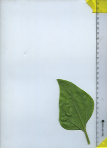 leafbottom