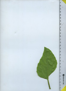 leafbottom