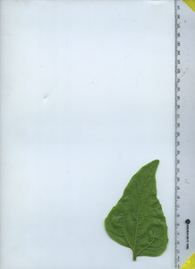 leafbottom