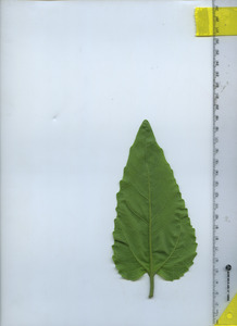 leafbottom