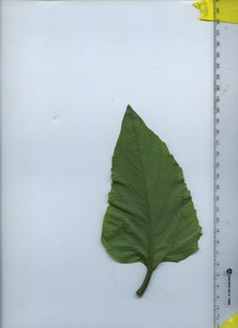 leafbottom
