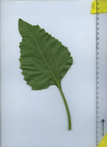leafbottom