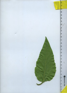 leafbottom