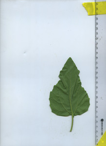 leafbottom