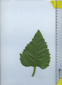 leafbottom