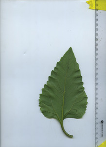 leafbottom