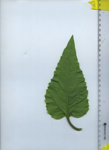 leafbottom