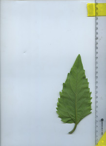 leafbottom