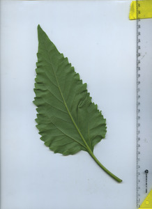 leafbottom