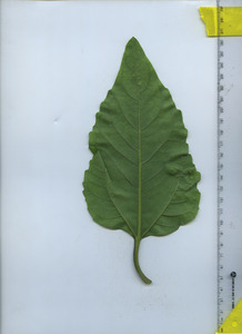leafbottom