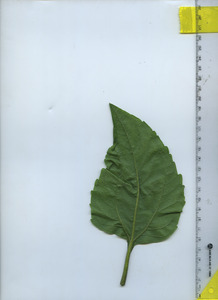 leafbottom
