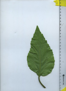 leafbottom
