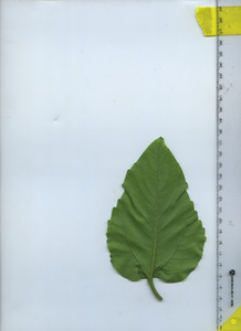 leafbottom