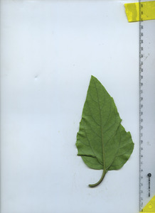 leafbottom