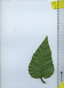leafbottom