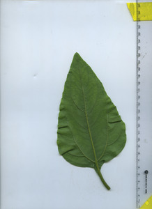leafbottom