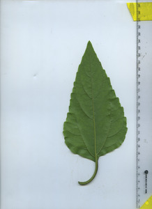 leafbottom
