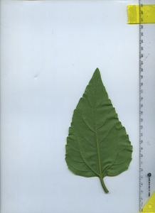 leafbottom