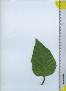 leafbottom