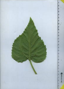 leafbottom