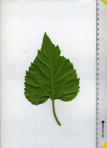 leafbottom