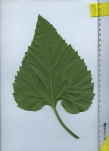 leafbottom