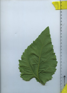 leafbottom