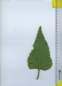 leafbottom