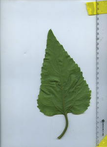 leafbottom