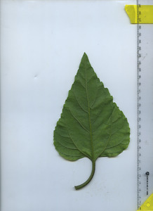 leafbottom
