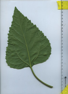 leafbottom