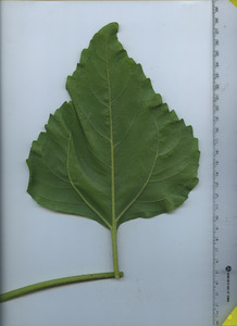 leafbottom