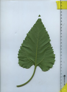leafbottom