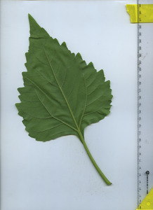 leafbottom