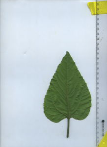 leafbottom
