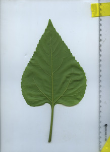 leafbottom