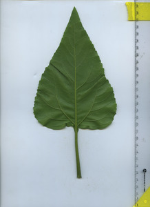 leafbottom
