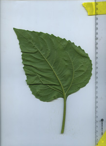 leafbottom