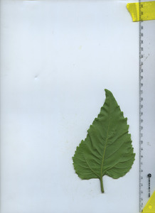 leafbottom