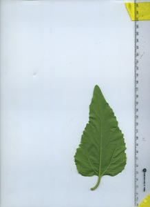 leafbottom