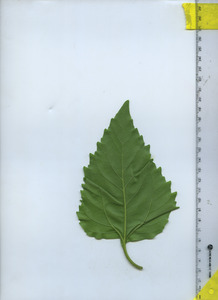 leafbottom